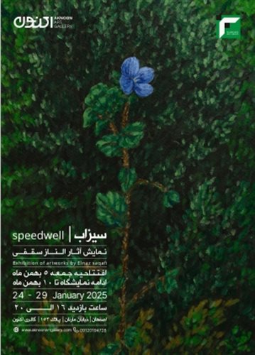 Speedwell